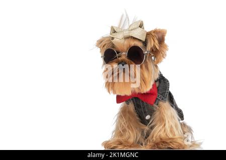 fashion yorkie dog wearing cool clothes, sunglasses and bowtie and looking to side while sitting on white background Stock Photo