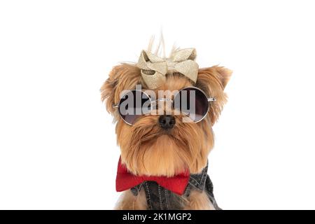 portrait of adorable yorkie dog with clothes, red bowtie, bow and sunglasses on white background in studio Stock Photo