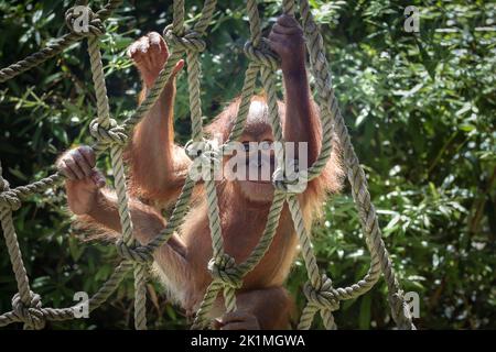 Young Sumatran Orangutan on Rope in Zoological Garden. Baby Monkey of Pongo Abelii in Zoo. Stock Photo