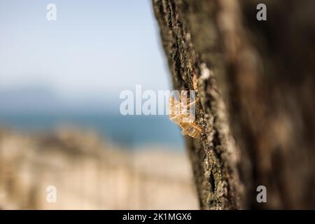 Empty Shell of Insect in Italy. Exoskeleton of Cicada on Tree in Europe during Summer. Stock Photo