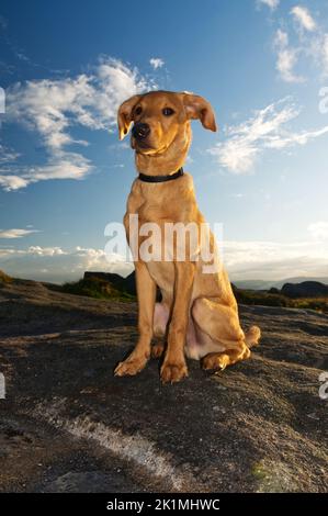 Lab Dog Eating Ribs Yellow Labrador Retriever puppy aged 1 year old eating beef rib bone on ...