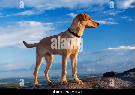 Red Fox Labrador Puppy, aged 5 months old Stock Photo