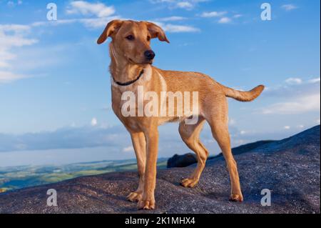 Red Fox Labrador Puppy, aged 5 months old Stock Photo