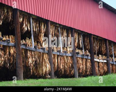 Tobacco crop hangs, upside down, in a red metal barn.  Leaves are curing and drying. Stock Photo