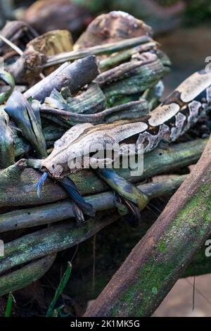 A boa constrictor snake in a park in Brazil Stock Photo