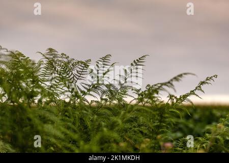 Beautiful green background with green fern on a backround of cloudy sky perfect for header, banner for nature, outdoor adventure ect Stock Photo