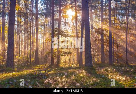 Sun beams shining in the foggy forest, autumn forest concept Stock Photo