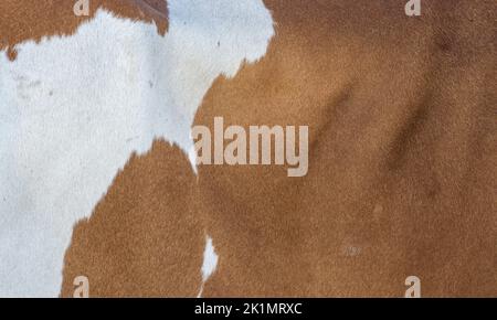 Brown and white hair texture of a fur Stock Photo