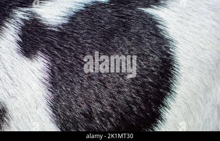 Shiny hair texture of a goat skin Stock Photo