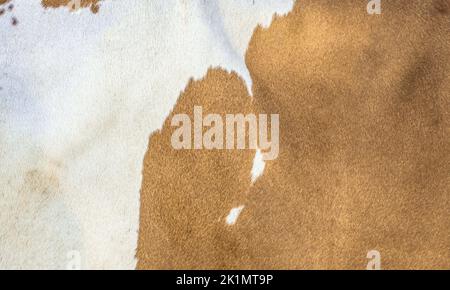 Brown nd white cow skin texture Stock Photo