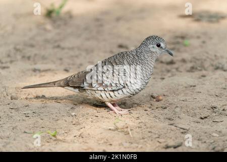 mottled dove or scaled dove or scaly dove or Ridgeways dove, single adult standing on the ground, Pantanal, Brazil Stock Photo