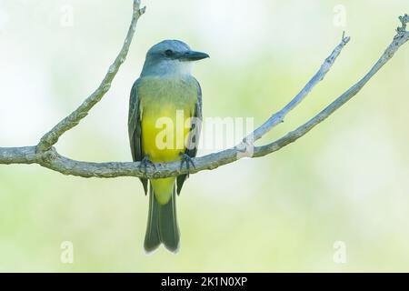 tropical kingbird, Tyrannus melanocholicus, single adult perched in bush. Pantanal,. Brazil Stock Photo
