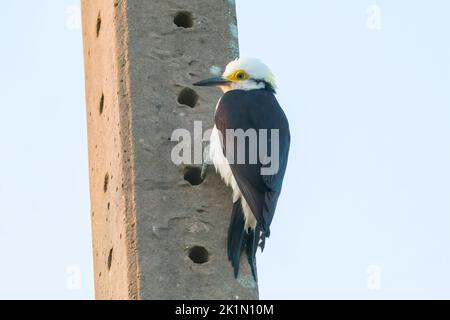 white woodpecker, Melanerpes candidus, single adult perched on concrete telegraph pole, Pantanal, Brazil Stock Photo