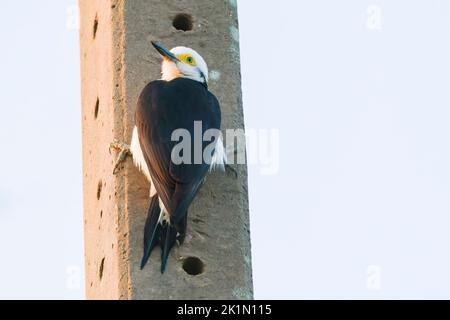 white woodpecker, Melanerpes candidus, single adult perched on concrete telegraph pole, Pantanal, Brazil Stock Photo