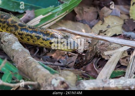 yellow anaconda, Eunectes notaeus, single snake moving on leaf litter on ground, Pantanal, Brazil Stock Photo
