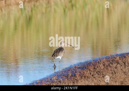 Curlew, Numenius arquata, strolling along in a wetlands pool Stock Photo