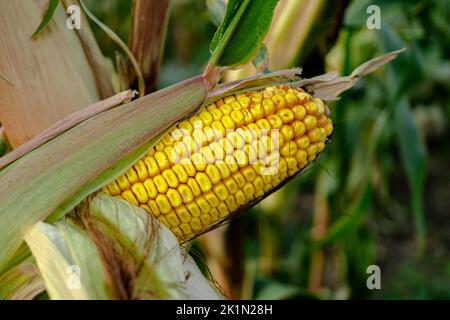 head of corn, half peeled, on the trunk ,of a plant Stock Photo