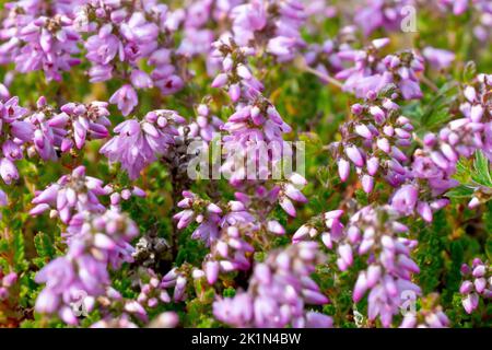 Heather or Ling (calluna vulgaris), close up showing in detail the tiny pink flowers of the common heath and moorland shrub. Stock Photo