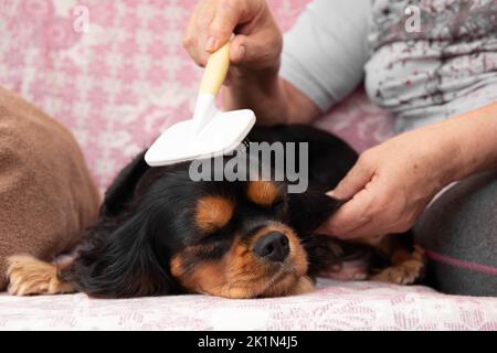 Unrecognizable woman combing out black and brown fur of calm, sleepy Cavalier Charles King dog on owner knees. Grooming Stock Photo