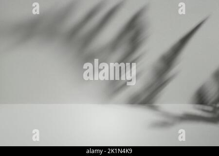 Fern leaf shadow on gray background, abstract backdrop for product display Stock Photo