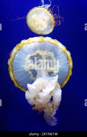 Two jellyfishes in white color and yellow stripes against the deep blue salt water Stock Photo