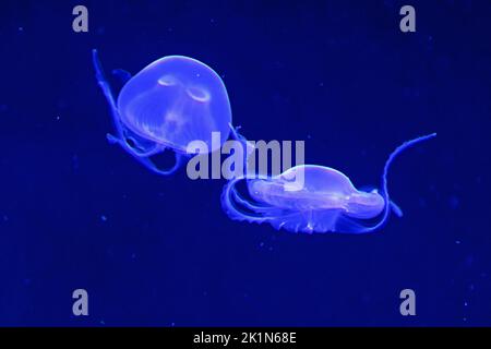 Two jellyfishes swimming side-by-side against the blue salt water Stock Photo