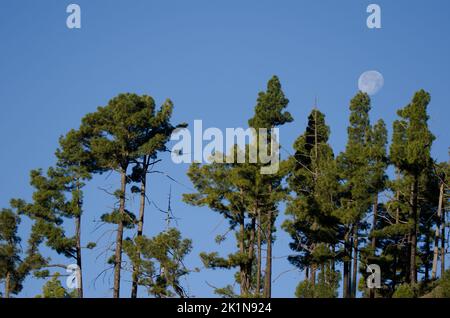 Forest of Canary Island pine Pinus canariensis and moon. Integral Natural Reserve of Inagua. Gran Canaria. Canary Islands. Spain. Stock Photo