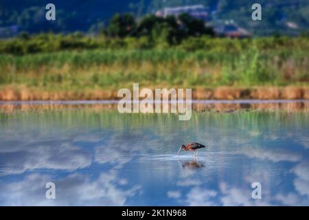 Ibis grazing in shallow water. The close juicy shore contrasts with the reflection of the cloudy sky in the water. Stock Photo