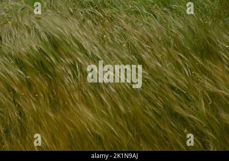 Oats Avena sp. and shortpod mustard Hirschfeldia incana moving by the wind. La Aldea de San Nicolas. Gran Canaria. Canary Islands. Spain. Stock Photo