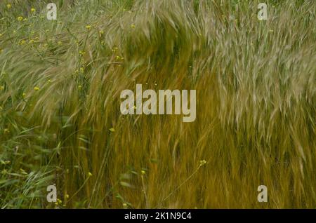 Oats Avena sp. and shortpod mustard Hirschfeldia incana moving by the wind. La Aldea de San Nicolas. Gran Canaria. Canary Islands. Spain. Stock Photo