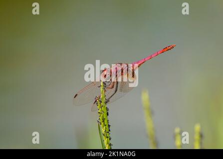 Violet dropwing (Trithemis annulata), Male, dragonfly resting, near water pond. Andalusia, spain. Stock Photo