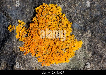 Common orange lichen Xanthoria parietina. Integral Natural Reserve of Inagua. Gran Canaria. Canary Islands. Spain. Stock Photo