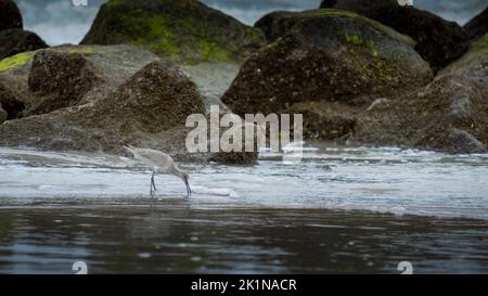 Single seabird feeding on beach near rocky shoal Stock Photo