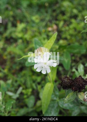 Silene vulgaris, the bladder campion or maiden tears, is a plant species of the genus Silene of the family Caryophyllaceae. A common wildflower in mea Stock Photo