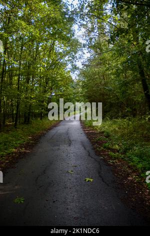 getting lost on a footpath in a dense, dark forest Stock Photo
