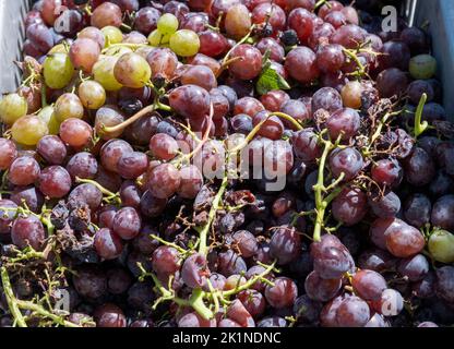 Fresh grapes ready for crushing at the Statos-Agios Fotios Rural Festival, Cyprus. Stock Photo