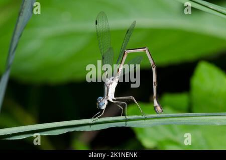 Spreadwing, Lestes sp., female ovipositing Stock Photo