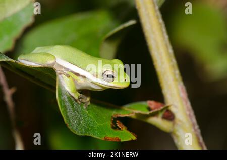 American Green Tree Frog, Hyla cinerea Stock Photo
