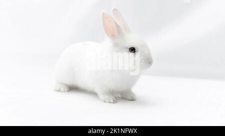 White rabbit isolated on white background. Fluffy cute bunny on a white backdrop. Domestic dwarf rabbit with blue eyes for banner and easter card. Ele Stock Photo