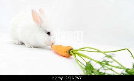 White domestic dwarf rabbit eats a carrot on a white background with copy space. Balanced organic nutrition for a pet rodent. Fluffy cute bunny funny Stock Photo