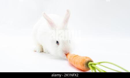 The white rabbit eats a carrot. Fluffy pygmy bunny with a carrot on a white background with copy space. Home pet rodent eats vegetables close-up. Stock Photo