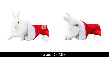 Christmas bunny set. A white funny rabbit comes out of a Santa Claus hat. Domestic rabbit in a Christmas Santa hat isolated on a white background. Stock Photo