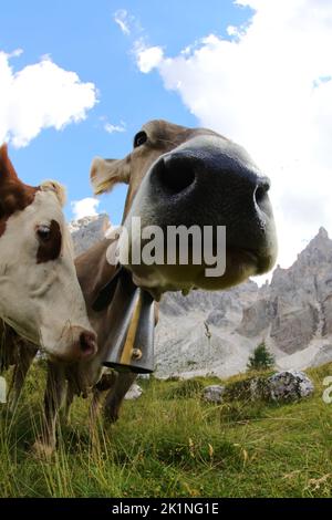 cow photographed with fisheye lens very close Stock Photo - Alamy