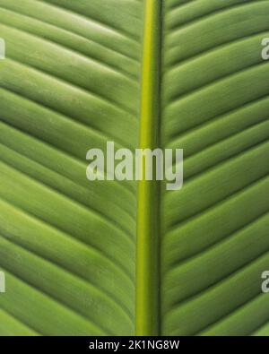 Close up of vibrant green tropical leaf Stock Photo