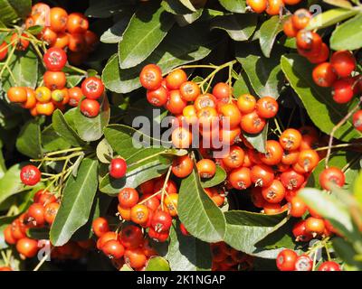 Sorbus torminalis in a city park. Ecology concept Stock Photo