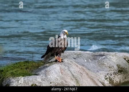 A bald eagle standing on a rock in Alaska, eating a salmon Stock Photo