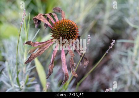 Withered purple coneflower blooming in a flower bed in Norrköping during summer in Sweden. Stock Photo