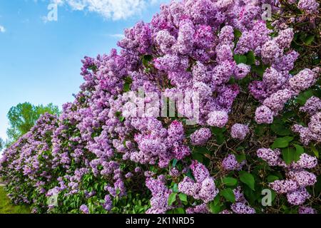 Lilac bushes in full summer bloom; Buffalo; Wyoming; USA Stock Photo