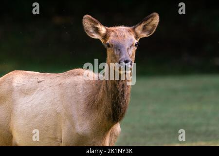 Portrait of an elk cow Stock Photo