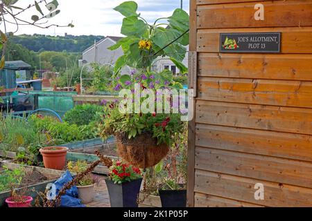 Sunflower, shed, GAFA, Glossopdale Action For Allotments, Gamesley Estate, Melandra Castle Road, Gamesley, High Peak,England, UK, SK13 0BN Stock Photo